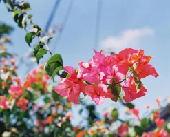 Mamiya RB 67 ProS With 90mm F3.8 Lens. 6X7 Medium Format Film Camera.