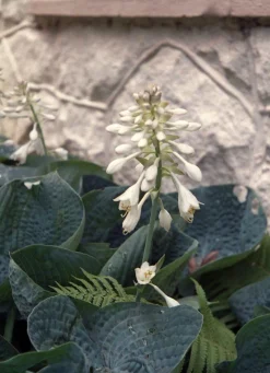 Minolta ER SLR 35mm Film Camera