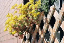 Minolta Riva Zoom 125 35mm Film Camera Point and Shoot