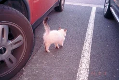 Minolta Riva Zoom 135EX Black 35mm Film Camera Point and Shoot