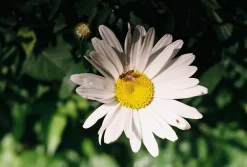 Minolta SR-7 SLR 35mm Film Camera with Minolta 135mm F3.5 Lens