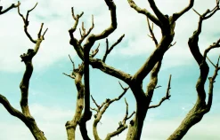 Minolta SR-7 SLR 35mm Film Camera with Minolta 135mm F3.5 Lens