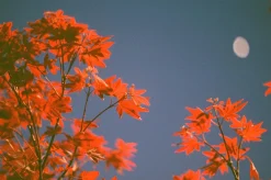 Minolta X-300 Black SLR 35mm Film Camera with Prime Lens