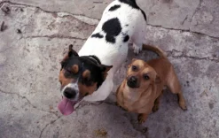 Minolta XG-1 SLR 35mm Film Camera with 50mm lens