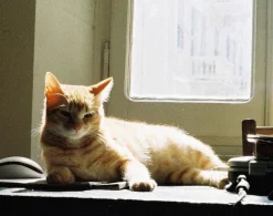 Minolta Zoom 110 Film Compact SLR Camera