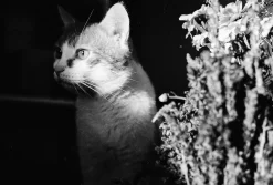 Minolta-A Rangefinder 35mm Film Camera With Chiyoko Rokko 45mm F3.5 Lens