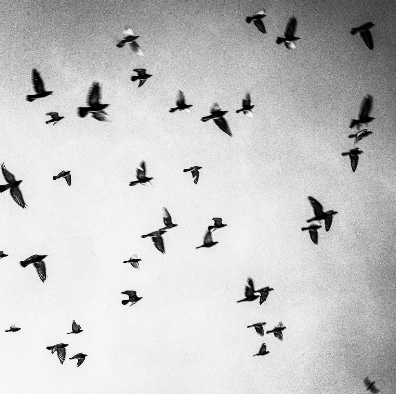 Minoltacord With 75mm F3.5 Lens. TLR 6X6 Medium format Film Camera.