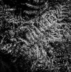 Minoltacord With 75mm F3.5 Lens. TLR 6X6 Medium format Film Camera.