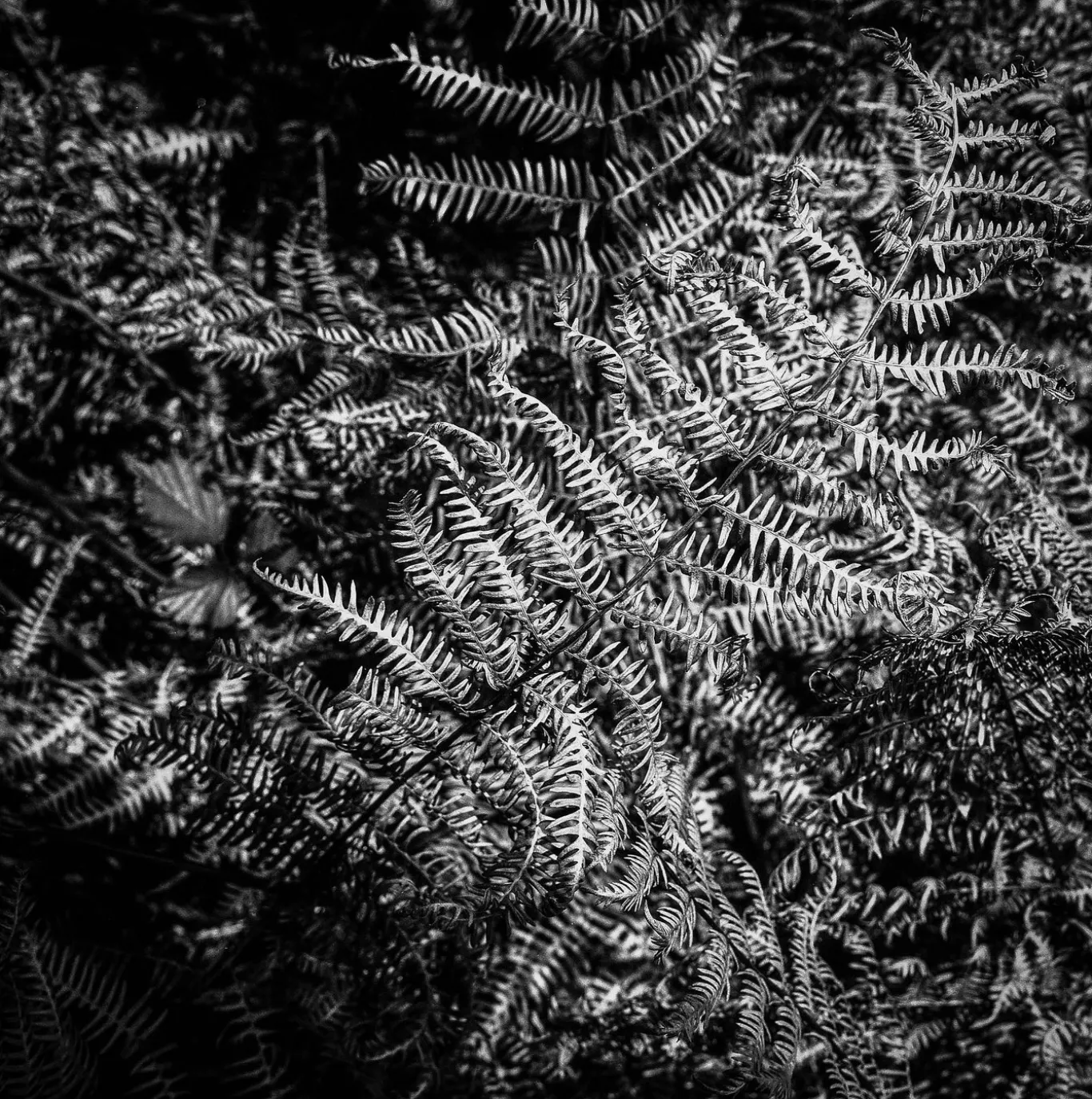 Minoltacord With 75mm F3.5 Lens. TLR 6X6 Medium format Film Camera.