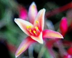 Miranda 24mm f/2.8 Macro Camera Lens