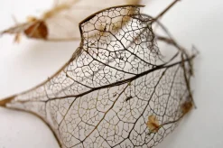 Miranda 24mm f/2.8 Macro Camera Lens