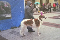 35mm Film Camera Bundle Reusable - Black Vibe And Lomography Four Lens Camera