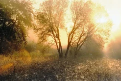 Nikon F90 35mm SLR Film Camera - Body Only