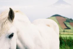 Nikon FE (Black) 35mm SLR Film Camera With Nikkor 50mm F1.8 Lens