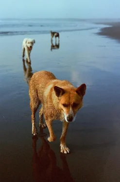 Nikon FE (Silver) 35mm SLR Film Camera With Nikkor 50mm F1.8 Lens