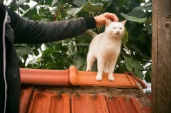 Olympus AF-1 35mm Film Camera Point and Shoot