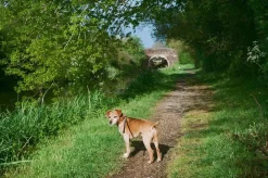 Olympus AF-1 TWIN 35mm Film Camera Point and Shoot