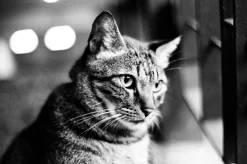 Olympus 35DC Point and Shoot 35mm Film Camera.