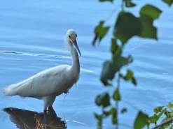 Olympus E.Zuiko 135mm f/3.5 Camera Lens