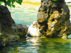 Olympus E.Zuiko 135mm f/3.5 Camera Lens