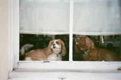 Olympus Mju ii 35mm Film Camera Point and Shoot