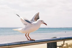 Olympus Mju Zoom 105 35mm Film Camera Point and Shoot