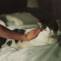 Olympus 35mm f/4 Camera Lens