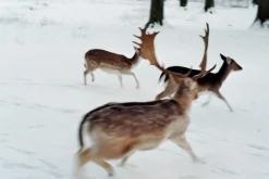 Olympus 35mm f/4 Camera Lens