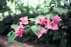 Olympus OM 1 Vintage 35mm SLR Film Camera with f/1.8 50mm Prime Lens