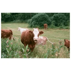 Olympus OM10 Navy Leather Vintage 35mm Film Camera w/ F/1.8 50mm Lens