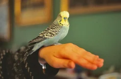 Olympus OM2 Vintage 35mm SLR Film Camera with f/1.8 50mm Prime Lens