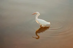 Olympus OM2 Vintage 35mm SLR Film Camera with f/1.8 50mm Prime Lens