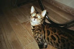 Olympus Superzoom 800S 35mm Film Camera Point and Shoot