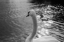 Olympus Trip 35 Point and Shoot 35mm Film Camera