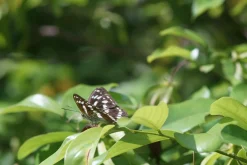 Optomax 135mm f/2.8 Camera Lens