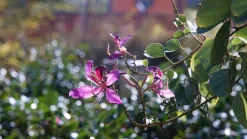 Optomax 135mm f/2.8 Camera Lens