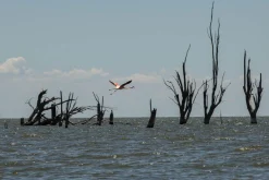 Optomax 135mm f/2.8 Camera Lens