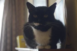 Optomax 135mm f/2.8 Camera Lens