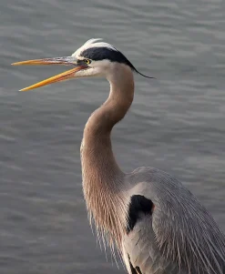 Pentacon 135mm f/2.8 Camera Lens