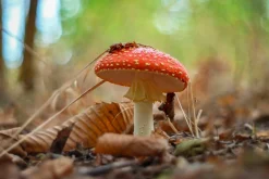 Pentacon 50mm f/1.8 Camera Lens