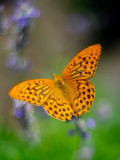 Pentacon 50mm f/1.8 Camera Lens