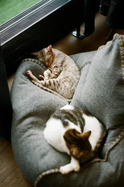 Pentax ESPIO 738S SILVER 35mm Film Camera Point and Shoot