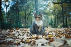 Pentax K1000 Navy Leather Vintage SLR 35mm Film Camera with Pentax f/2 50mm Prime Lens.