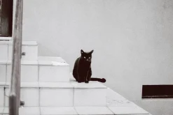 Pentax K1000 Orange Leather Vintage SLR 35mm Film Camera with Pentax f/2 50mm Prime Lens.