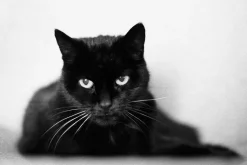 Pentax K1000 Pink Leather Vintage SLR 35mm Film Camera with Pentax f/2 50mm Prime Lens.