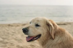 Pentax K1000 Vintage SLR 35mm Film Camera with Pentax f/2 50mm Prime Lens