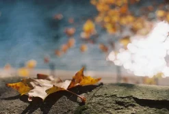 Pentax K1000 Vintage SLR 35mm Film Camera with Pentax f/2 50mm Prime Lens