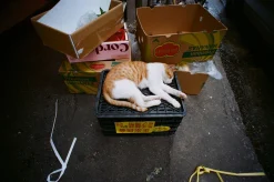 Pentax K1000 Yellow Leather Vintage SLR 35mm Film Camera with Pentax f/2 50mm Prime Lens.