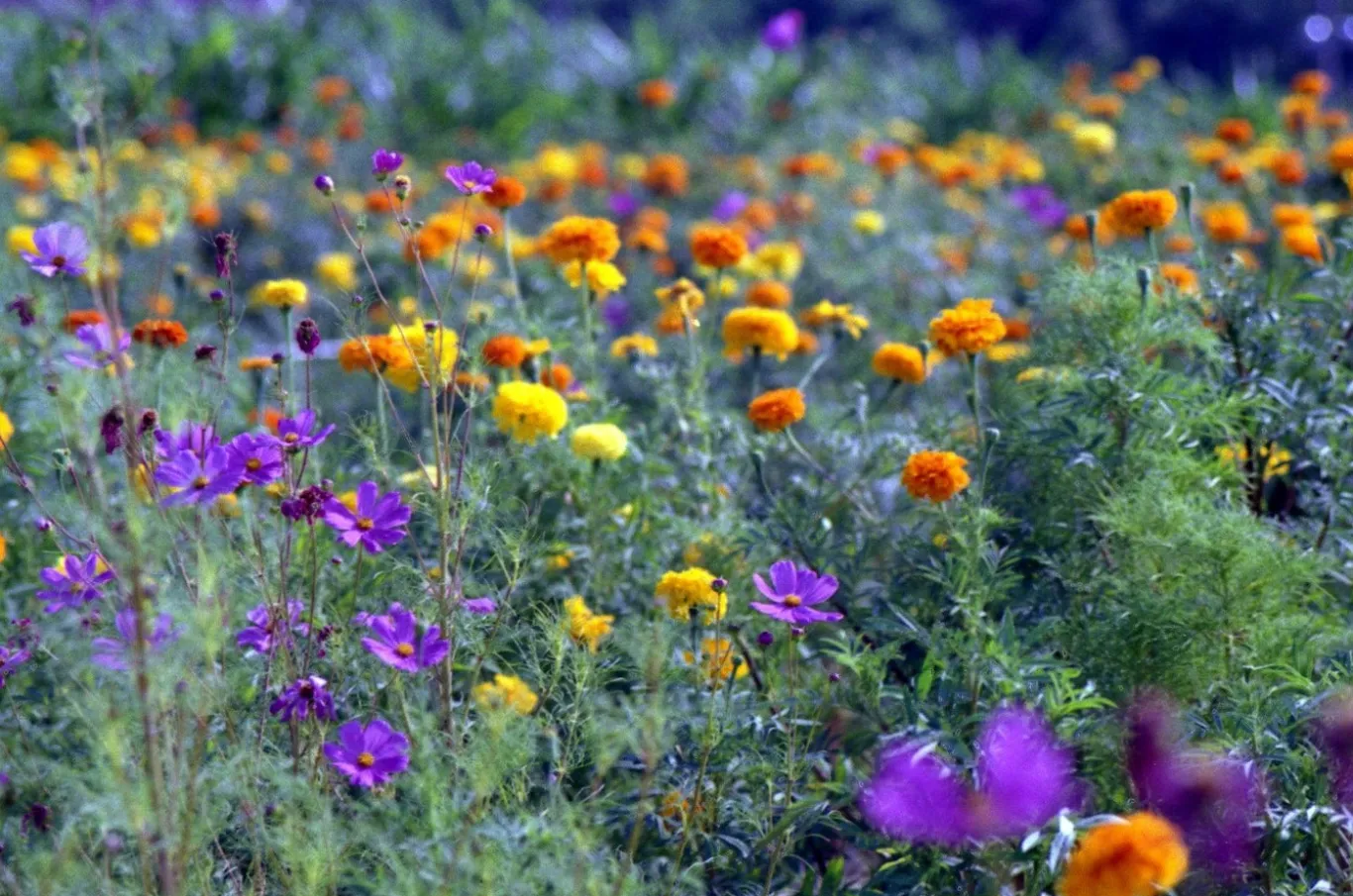 Pentax ME Vintage SLR 35mm Film Camera with f/1.2 50mm Prime Lens