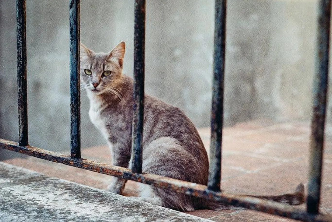 Pentax P30 Vintage SLR 35mm Film Camera with f/1.2 50mm Prime Lens